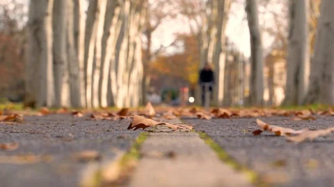 Slow-motion image of man cycling at bicycle path during autumn, Berlin, Germany. Stock Footage 127220792