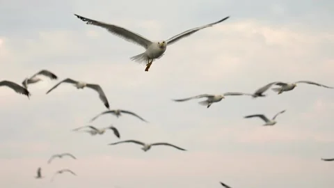 Slow-motion image of seagulls flying at Adriatic sea, Croatia. Stock Footage 149010069