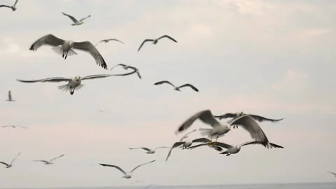 Slow-motion image of seagulls flying at Adriatic sea, Croatia. Stock Footage 149010078