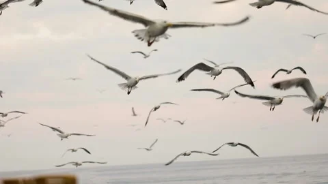 Slow-motion image of seagulls flying at Adriatic sea, Croatia. Stock Footage 149010092