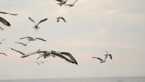 Slow-motion image of seagulls flying at Adriatic sea, Croatia. Stock Footage 149010102