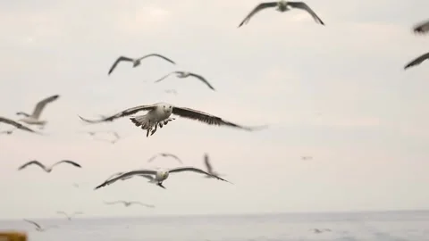 Slow-motion image of seagulls flying at Adriatic sea, Croatia. Stock Footage 149010114