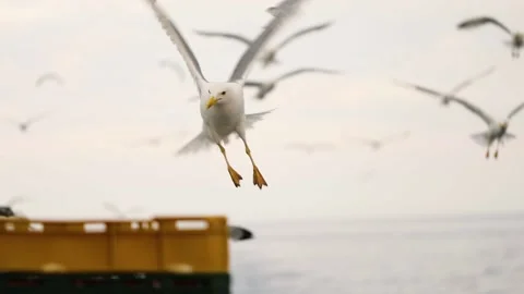 Slow-motion image of seagulls flying at Adriatic sea, Croatia. Stock Footage 149010123