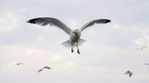 Slow-motion image of seagulls flying at Adriatic sea, Croatia. Stock Footage 149010136