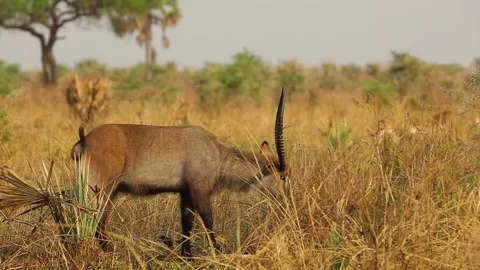 Slow motion of the impala with big tall horns eating grass in African prairie. Stock Footage 201290337