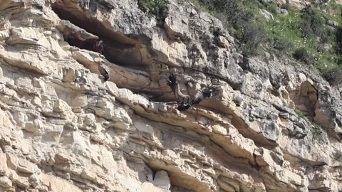 Slow Motion: Impressive Griffon Vulture Landing on Steep Cliff, Cyprus Stock Footage 332926225