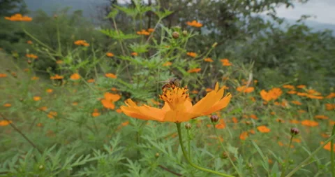Slow-motion: Indian honey bee departs an orange Cosmos bloom after feeding Vidéo 332889989