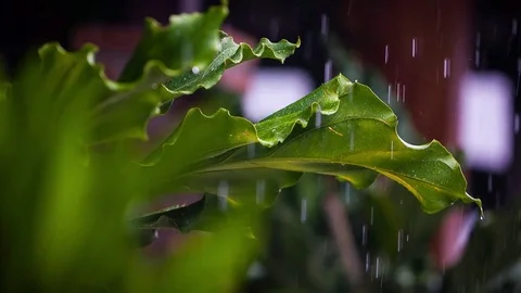 SLOW MOTION OF INDONESIAN RAIN 스톡 동영상 75256240