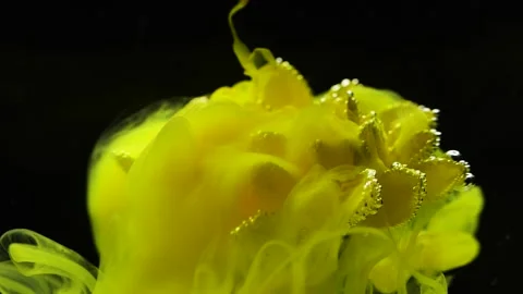 Slow motion ink paint flowing in water near yellow flower on black background. Stock Footage 143686479