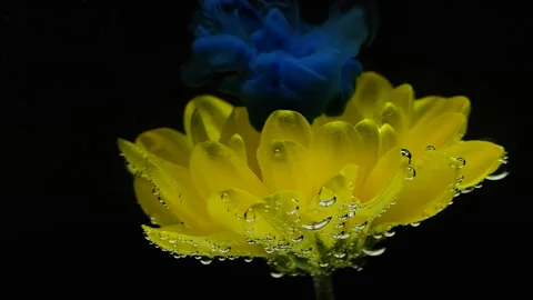 Slow motion ink paint flowing in water near yellow flower on black background. Stock Footage 144518809