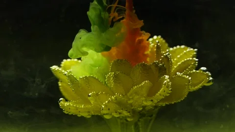 Slow motion ink paint flowing in water near yellow flower on black background. Stock Footage 145741299