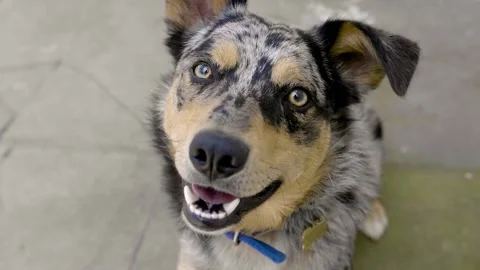 Slow motion inquisitive border collie reacting to the camera Stock Footage 136185779