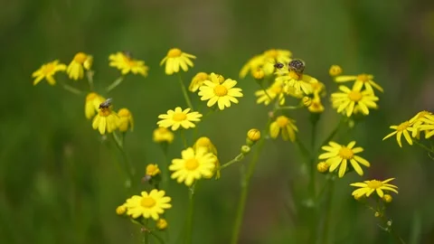 Slow motion of Insect bees gather nectar on yellow rapeseed flowers honey bee Stock Footage 270070453