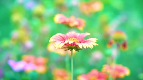 Slow motion Insect bees gather nectar on rapeseed flowers honey bee busy in  Stock Footage 284442665
