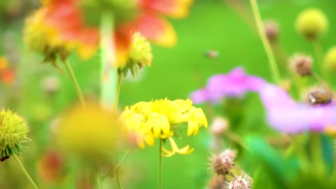 Slow motion Insect bees gather nectar on rapeseed flowers honey bee busy in  Stock Footage 284442864
