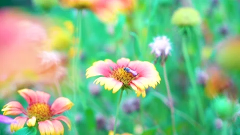 Slow motion Insect bees gather nectar on rapeseed flowers honey bee busy in  Stock Footage 284442905