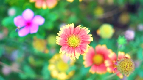 Slow motion Insect bees gather nectar on rapeseed flowers honey bee busy in  Stock Footage 284443081