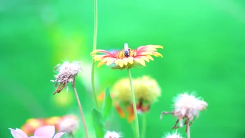 Slow motion Insect bees gather nectar on rapeseed flowers honey bee busy in  Stock Footage 284443082