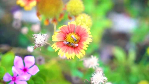 Slow motion Insect bees gather nectar on rapeseed flowers honey bee busy in  Stock-Footage 284443127