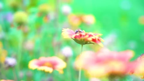 Slow motion Insect bees gather nectar on rapeseed flowers honey bee busy in  Stock Footage 284443153