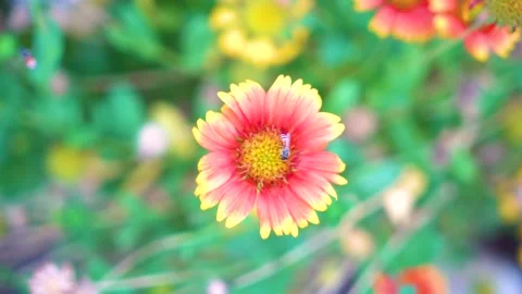 Slow motion Insect bees gather nectar on rapeseed flowers honey bee busy in  Stock-Footage 284443202