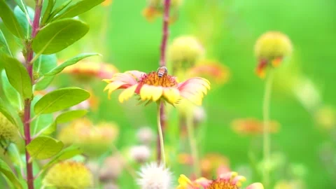 Slow motion Insect bees gather nectar on rapeseed flowers honey bee busy in  Stock Footage 284443209