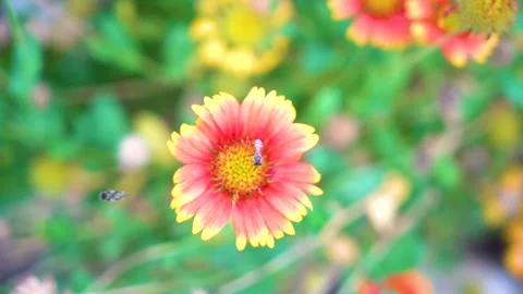 Slow motion Insect bees gather nectar on rapeseed flowers honey bee busy in  Stock Footage 284443213