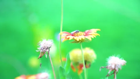 Slow motion Insect bees gather nectar on rapeseed flowers honey bee busy in  Stock Footage 284443291