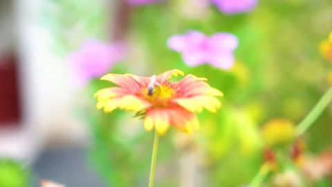 Slow motion Insect bees gather nectar on rapeseed flowers honey bee busy in  Stock Footage 284443297