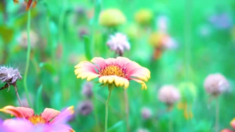 Slow motion Insect bees gather nectar on rapeseed flowers honey bee busy in  Stock Footage 284443358