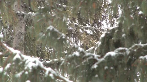 Slow motion - it snows among the branches of a fir tree Stock Footage 143013847