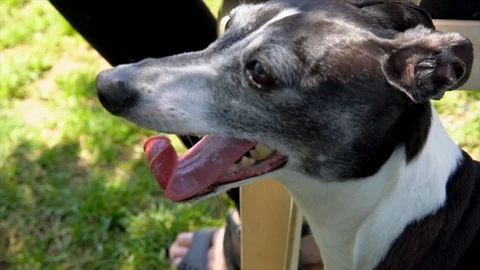 slow motion of Italian Greyhound dog Stock Video Pond5