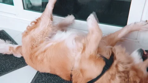 Slow motion of itching old golden retriever dog rolling in front of a house Video stock 100638823