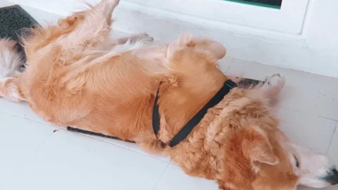 Slow motion of itching old golden retriever dog rolling in front of a house Stock Footage 100638873