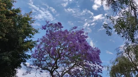 Slow Motion of Jacaranda Tree Branches and Seed Pods against Clear Blue Sky Video stock 333699601