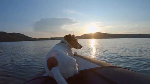 Slow motion Jack Russell Terrier dog on an inflatable kayak calm surface lake Stock Footage 118908186
