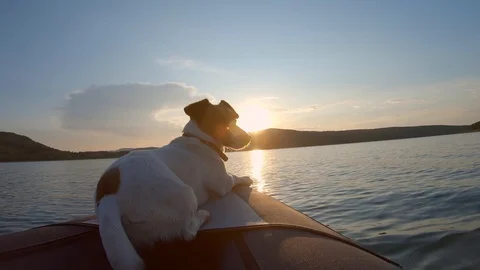 Slow motion Jack Russell Terrier dog on an inflatable kayak calm surface lake Stock Footage 118908197