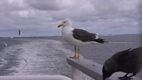 Slow Motion of Jackdaw and seagull at the back of a tall ship Stock Footage 76583742