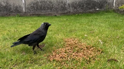 Slow Motion Jackdaws Feeding Stock Footage 247063303