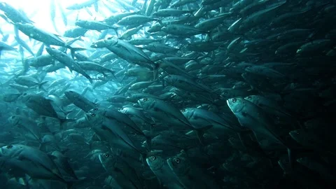 Slow Motion Jackfish School Rising Stock Footage 325244163