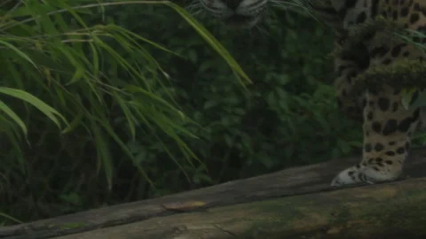 Slow Motion Jaguar Stock Footage 165297732