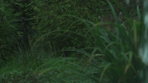 Slow Motion Jaguar Stock Footage 165297762