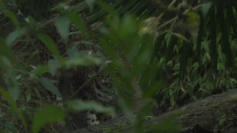 Slow Motion Jaguar Stock Footage 165297937