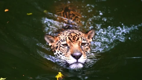 Slow-motion of jaguar playing and swimming in pond Stock Footage