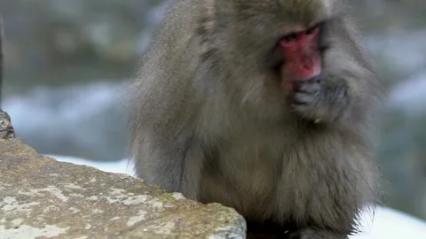 Slow motion of Japanese snow monkey eating seeds on rock mountain at winter-Dan Stock Footage 144537900