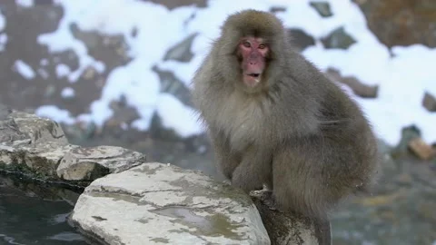 Slow motion of Japanese snow monkey macaque eat near hot spring pond. Japan-Dan Stock Footage 144537930