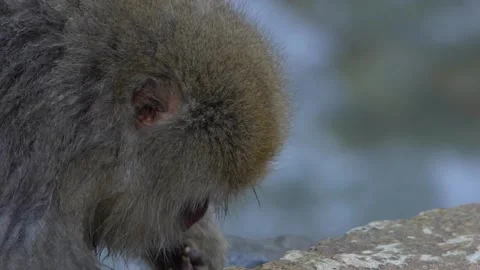Slow motion of Japanese snow monkey eating seeds on rock mountain at winter-Dan Stock Footage 144537954