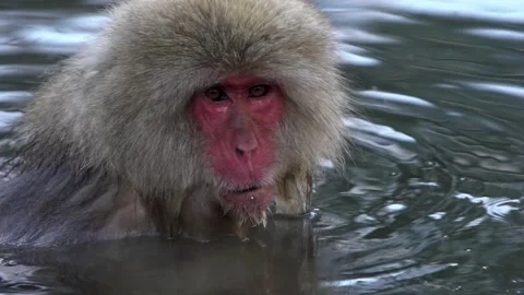 Slow motion of Japanese snow monkey enjoys an outdoor bathe and relaxing-Dan Stock Footage 144538023