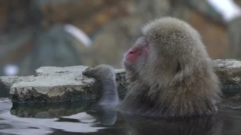 Slow motion of Japanese snow monkey enjoys an outdoor bathe and relaxing-Dan Stock Footage 144538115