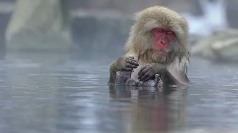 Slow motion of Japanese snow monkey enjoys an outdoor bathe and relaxing-Dan Stock Footage 144538188